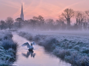 Swans, Church, Fog, River, Sunrise