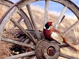 circle, pheasant, wood