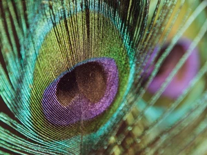 Close, pen, peacock