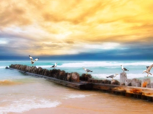 clouds, Coast, gulls