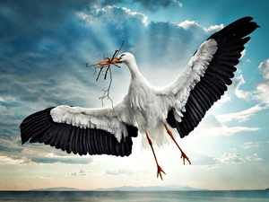 clouds, stork, Sky
