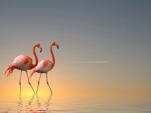 Flamingos, east, sun, Coast