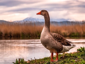 River, Bird, goose, coast