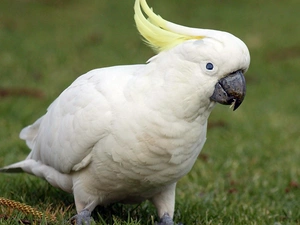 cockatoo, Lawn