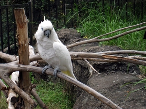 parrot, branches, rocks, cockatoo