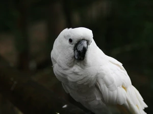 cockatoo, White, parrot