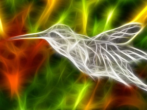 background, humming-bird, color