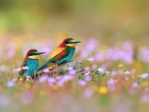 Two cars, Birds on the log, Meadow, color