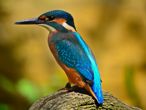 color, kingfisher