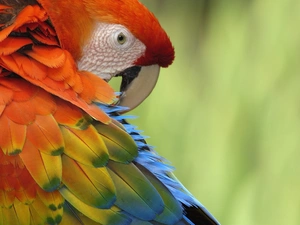 parrot, pen, nose, color