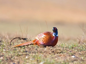 color, pheasant