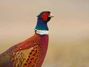 color, pheasant