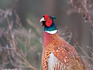 color, pheasant