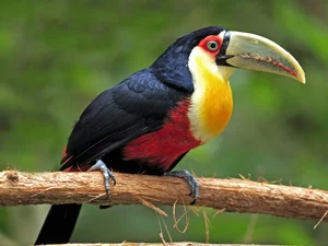color, Toucan