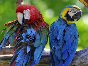 Two, Parrots, Ary, color