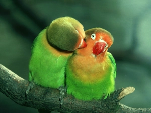 colors, Parrots, couple