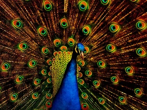 colors, peacock, tail