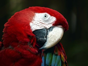 Coloured, parrot