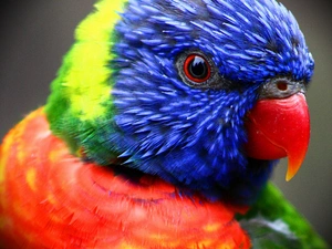 Coloured, parrot