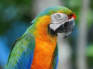 Coloured, parrot