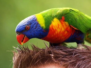 Coloured, parrot