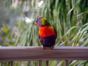 parrot, hand-rail, Coloured