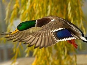 Wild, duck, flight, Coloured