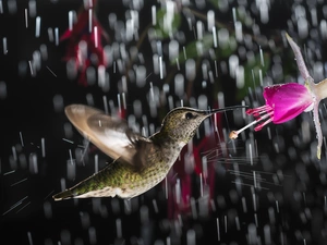 Rain, humming-bird, Colourfull Flowers