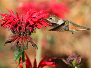 Bird, Red, Colourfull Flowers, humming-bird
