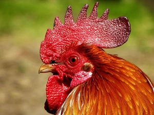 comb, Head, cock