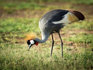 legs, comb, crane, Longs, Bird