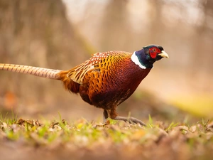 Common Pheasant, Bird