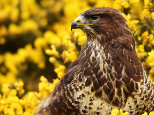 Common Buzzard