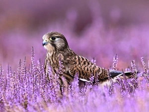 Common Kestrel, heather