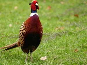 Common Pheasant