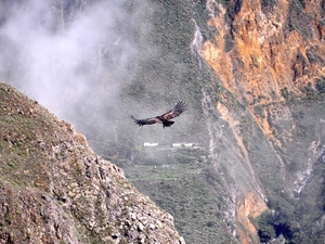 condor, canyon, Bird