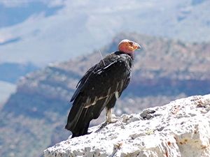 condor, Mountains