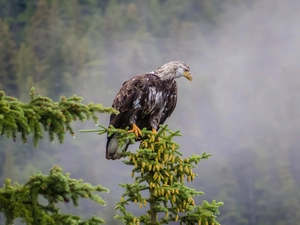 conifer, eagle, erne