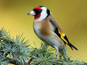 conifer, goldfinch, twig