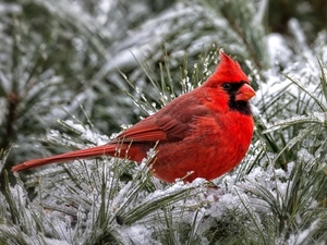 Twigs, Conifers, cardinal, Snowy, Bird