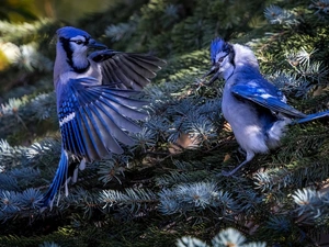 Two, Twigs, Conifers, Cyanocitta