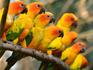 Conures, Parrots, branch