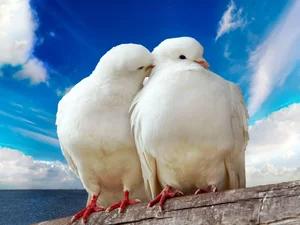 Deep, Two cars, cooing