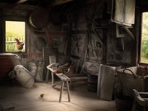 Old, hens, interior, cote
