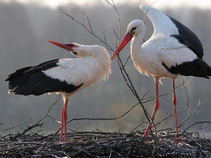 courtship, Storks, nest
