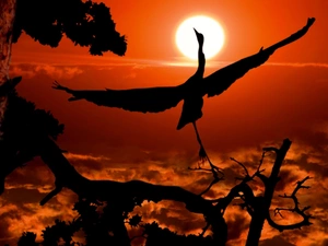 crane, sun, Bird