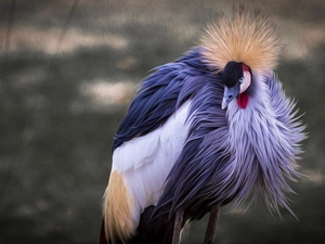Bird, Grey Crowned Crane, Fractalius, crane