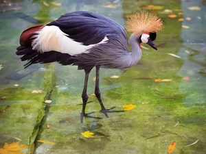 crane, Crowned
