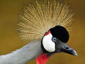 crane, rapprochement