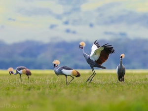 Meadow, cranes, Grey Crowned Crane
